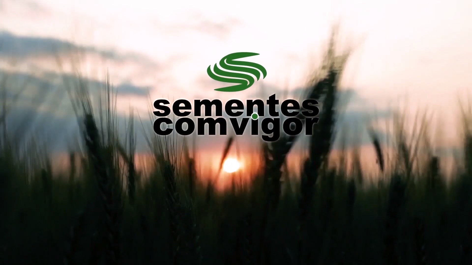 SEMENTES COM VIGOR